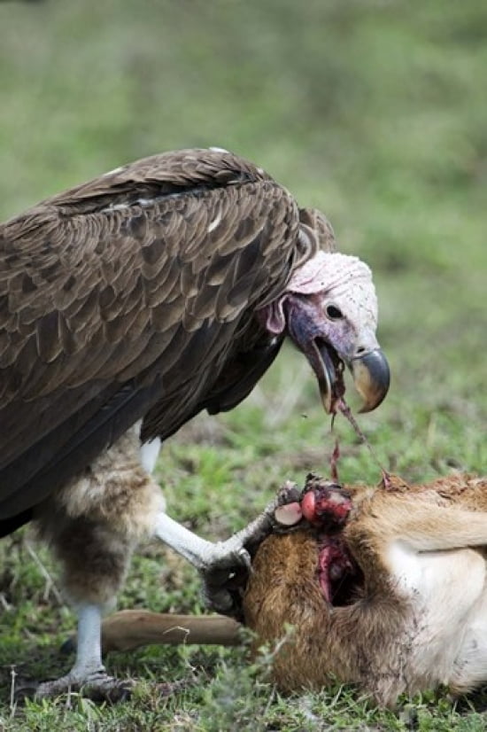 Lappet-Faced vulture (Torgos tracheliotus) eating a wildebeest calf Masai Mara National Reserve Kenya Canvas Art - Panoramic Images (16 x 24)