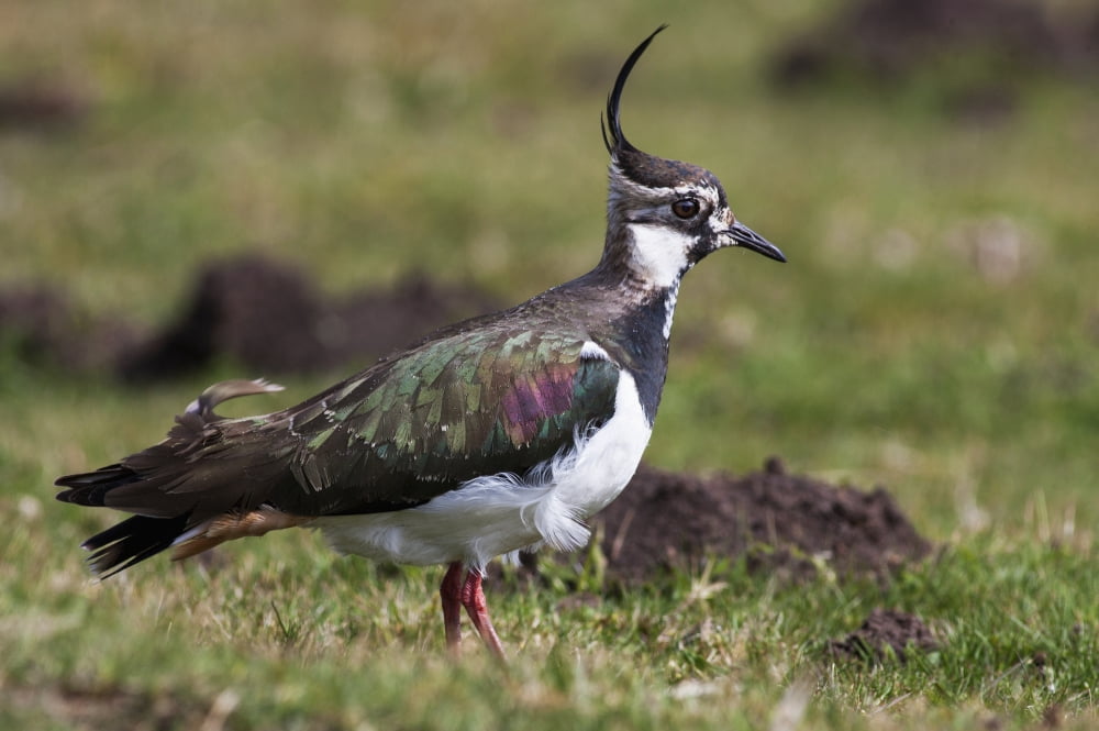 Lapwing Swaledale England Canvas Art - John Short Design Pics (19 x 12)
