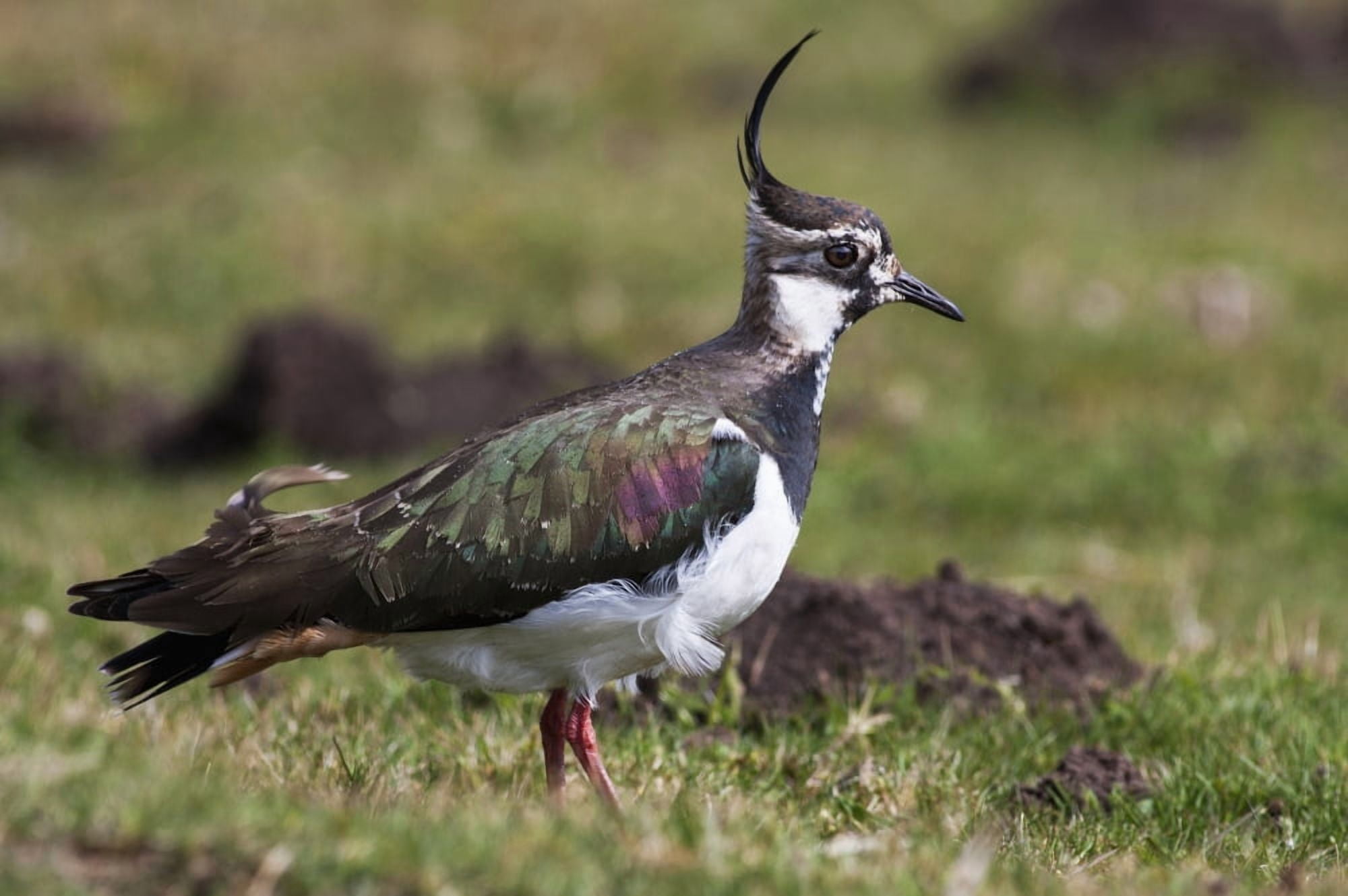Lapwing Swaledale England Canvas Art - John Short Design Pics (38 x 24)