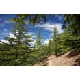 thumbnail image 1 of Larch Forest by Lake Benmore, Waitaki Valley, North Otago, South Island, New Zealand Poster Print by David Wall (17 x 11), 1 of 1