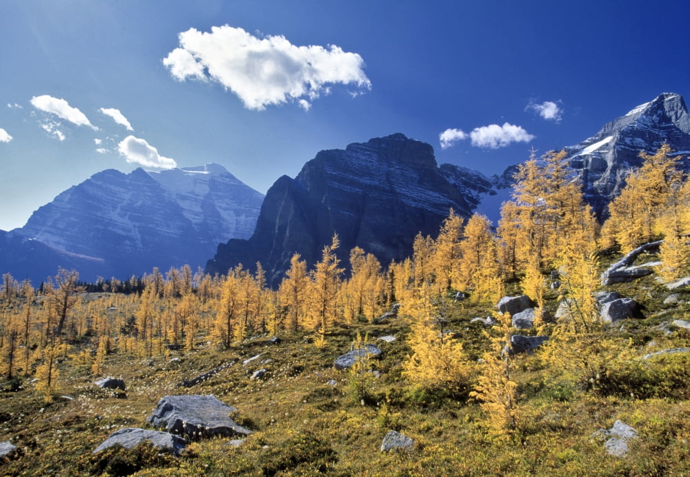 Larch Trees From The Saddleback Trail Banff National Park Alberta Canada Canvas Art - Darwin Wiggett Design Pics (16 x 11)