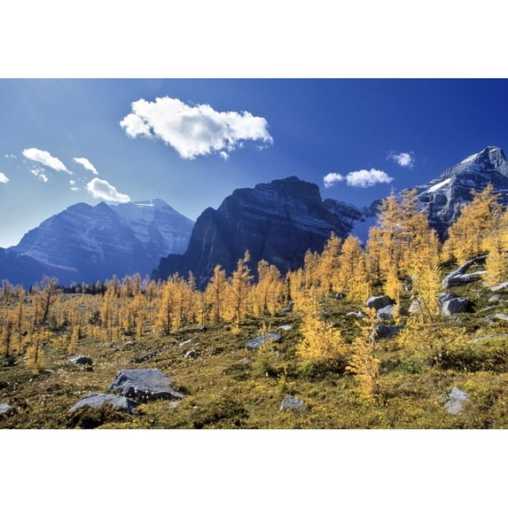 Larch Trees From The Saddleback Trail, Banff National Park, Alberta, Canada Poster Print (16 x 11)