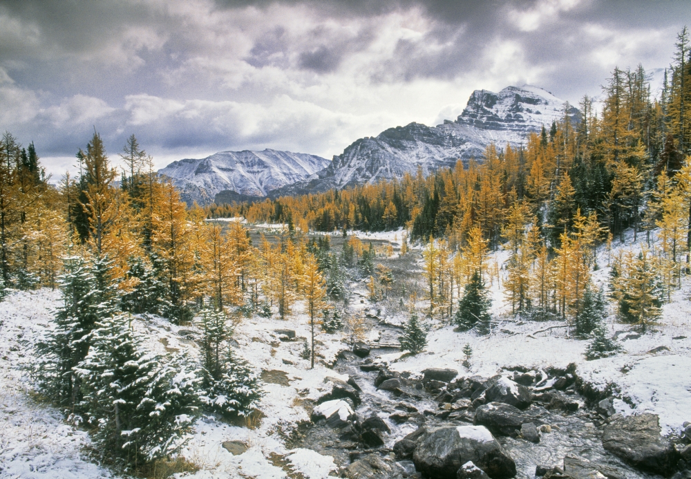 Larch Valley Banff National Park Alberta Canvas Art - Darwin Wiggett Design Pics (16 x 11)