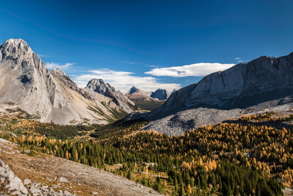 Larch trees in autumn Burstall Pass Mt Burstall Rocky Mountains Alberta Canada Canvas Art - Panoramic Images (24 x 36)