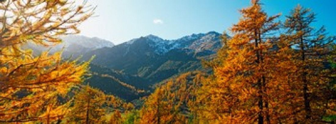 Larch trees in autumn at Simplon Pass Valais Canton Switzerland Canvas Art - Panoramic Images (36 x 13)