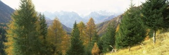 Larch trees with a mountain range in the background Dolomites Cadore Province of Belluno Veneto Italy Canvas Art - Panoramic Images (36 x 12)