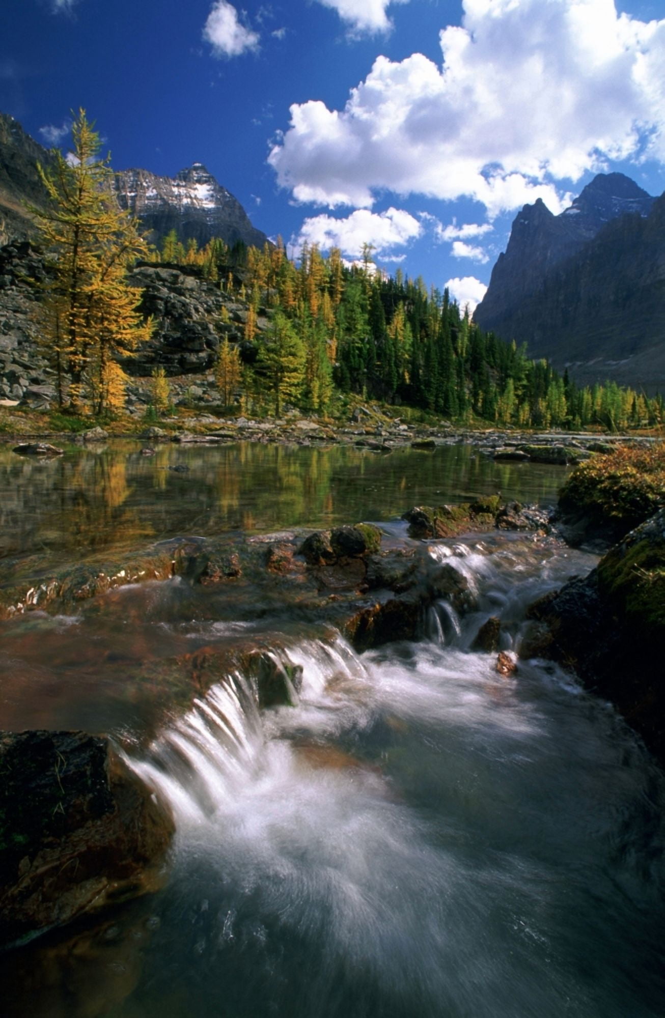 Larches And Stream Opabin Plateau Yoho National Park British Columbia Canvas Art - David Nunuk Design Pics (11 x 17)