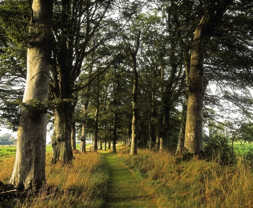Larchill Arcadian Garden County Kildare Ireland Pathway In Beech Tree Grove Canvas Art - The Irish Image Collection Design Pics (30 x 26)