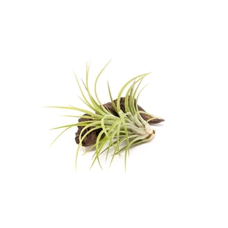faux air plant Air Plant Clumps
