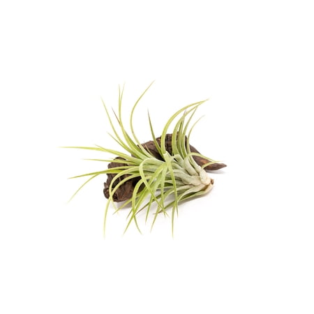 Large Air Plants Ionantha Victoriana 4 to 6 inch - Available in Wholesale and Bulk - Live Succulent House Plants - Home and Garden Decor - Easy Care Indoor and Outdoor Plants (Pack of 1)
