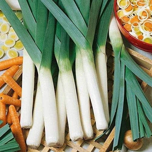 Large American Flag Leek Garden Seeds: 1.5 Gram Packet - Non-GMO, Heirloom, Vegetable Gardening Seeds,