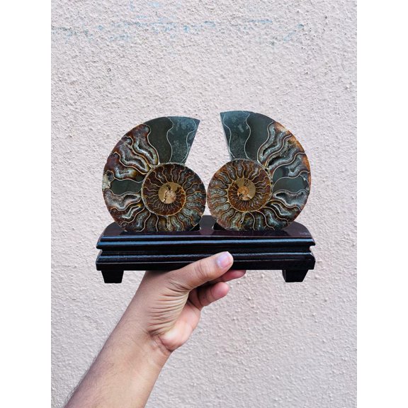 Large Ammonite Fossil Fair With Wooden Stand Home Decor Real Ammonite Crystal Fossil A++ Quality Great Colour Druzy Ammonite Crystal Gift