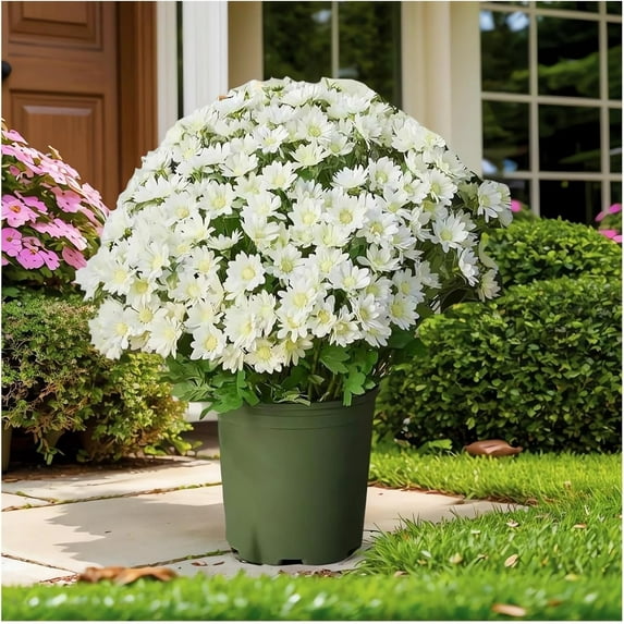 Large Artificial Outdoor Sunset Mums Flowers UV Weather Resistant Funsdecor Realistic Fake Flower Plants Faux Fall Silk Mums Look Real Outside Yard Decor Fall Florals Porch Decorations (20, White)