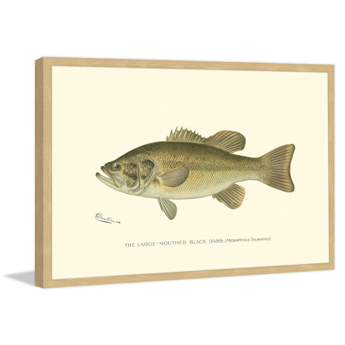 "Large Black Bass" Framed Painting Print
