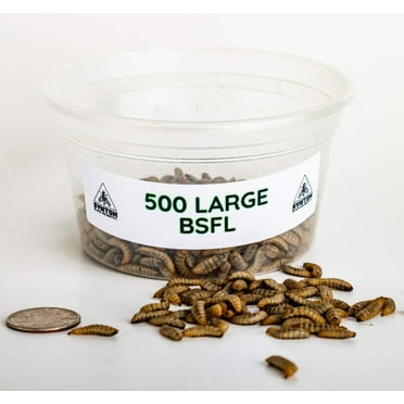 Large Black Soldier Fly Larvae