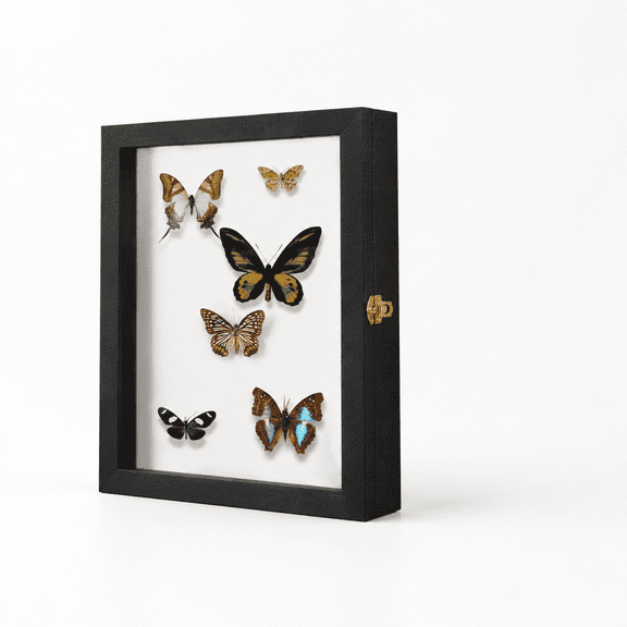 Large Black Wood Shadow Box Display Case with UV Protection and EVA Foam