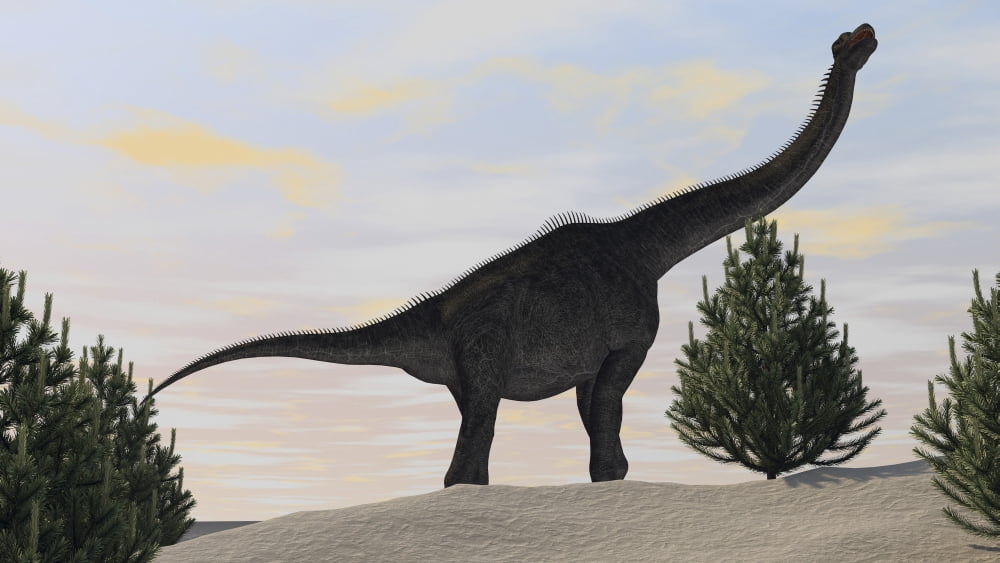 Large Brachiosaurus amongst pine trees Canvas Art - Kostyantyn IvanyshenStocktrek Images (38 x 22)