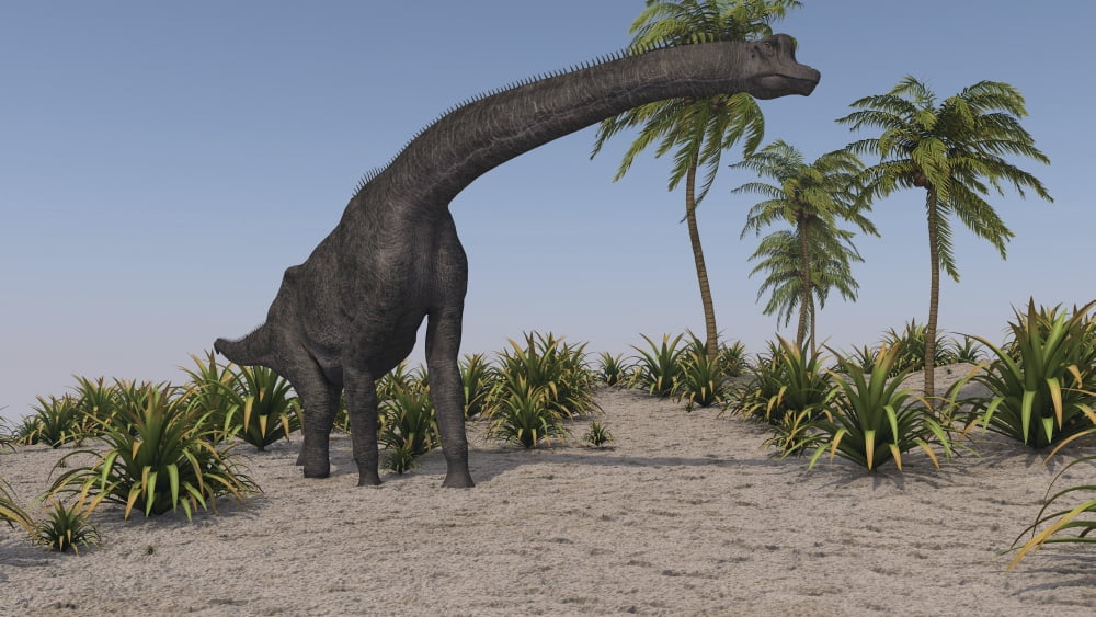 Large Brachiosaurus grazing Canvas Art - Kostyantyn IvanyshenStocktrek Images (19 x 11)