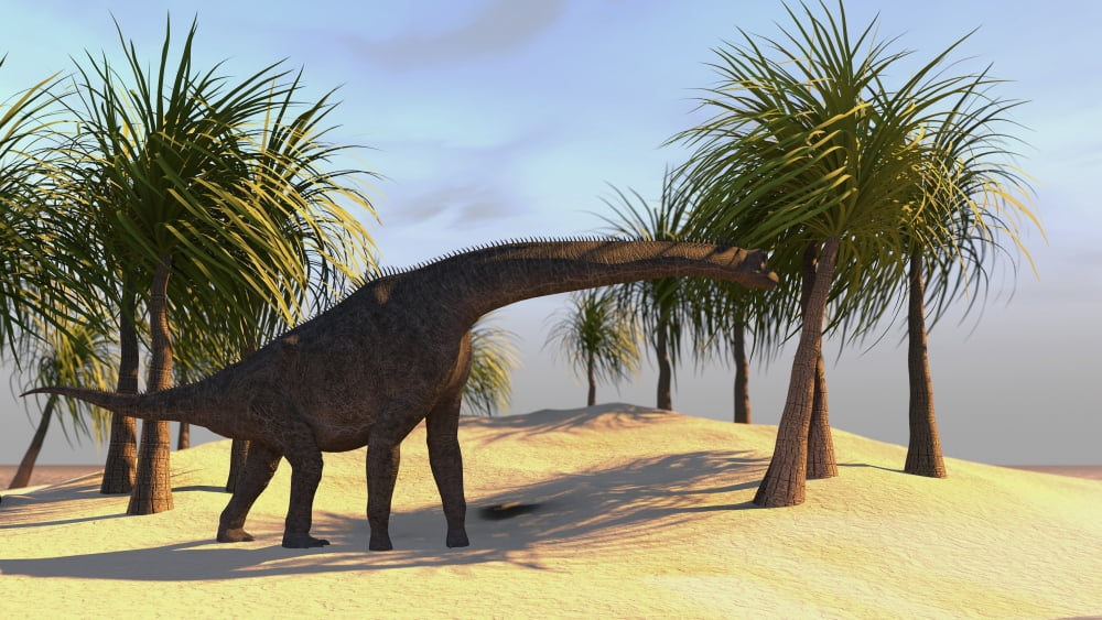 Large Brachiosaurus grazing Canvas Art - Kostyantyn IvanyshenStocktrek Images (38 x 22)