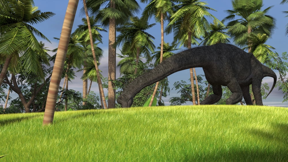 Large Brachiosaurus grazing in a tropical climate Canvas Art - Kostyantyn IvanyshenStocktrek Images (19 x 11)