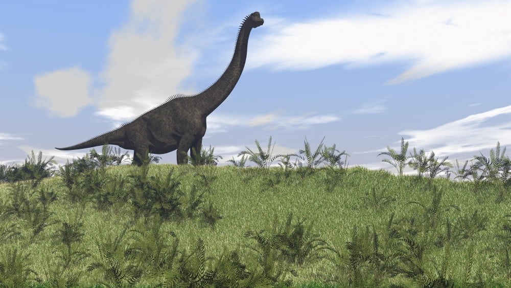 Large Brachiosaurus grazing in an open field Canvas Art - Kostyantyn IvanyshenStocktrek Images (38 x 22)