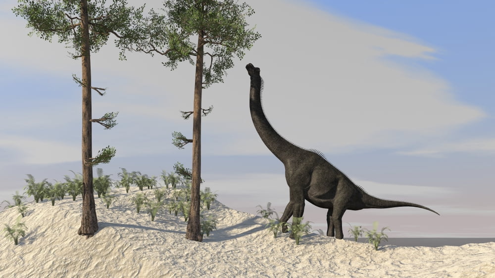 Large Brachiosaurus grazing on tall trees Canvas Art - Kostyantyn IvanyshenStocktrek Images (19 x 11)