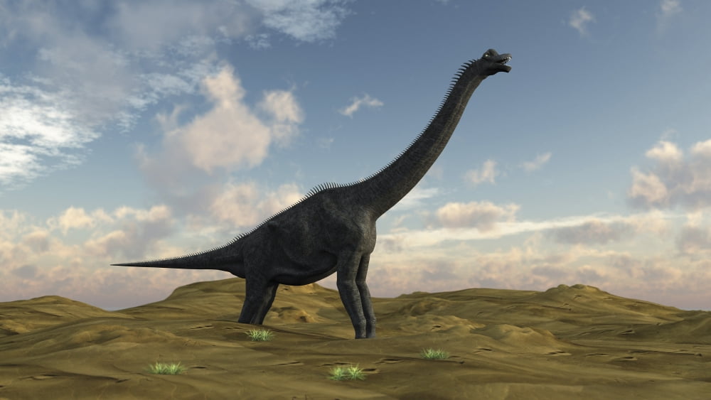 Large Brachiosaurus in a barren evnironment Canvas Art - Kostyantyn IvanyshenStocktrek Images (19 x 11)