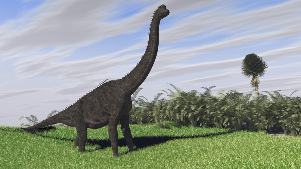 Large Brachiosaurus in an open field Canvas Art - Kostyantyn IvanyshenStocktrek Images (19 x 11)