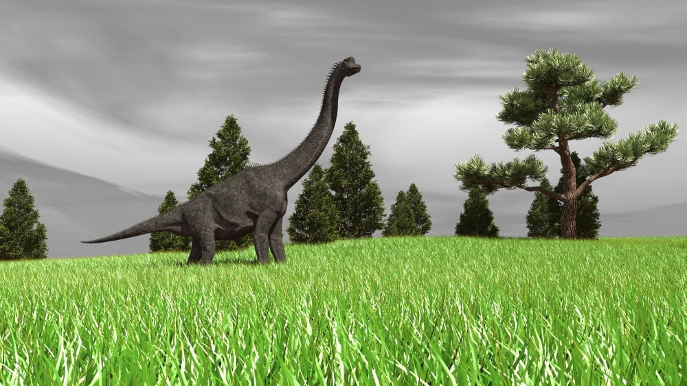 Large Brachiosaurus in an open field Canvas Art - Kostyantyn IvanyshenStocktrek Images (19 x 11)