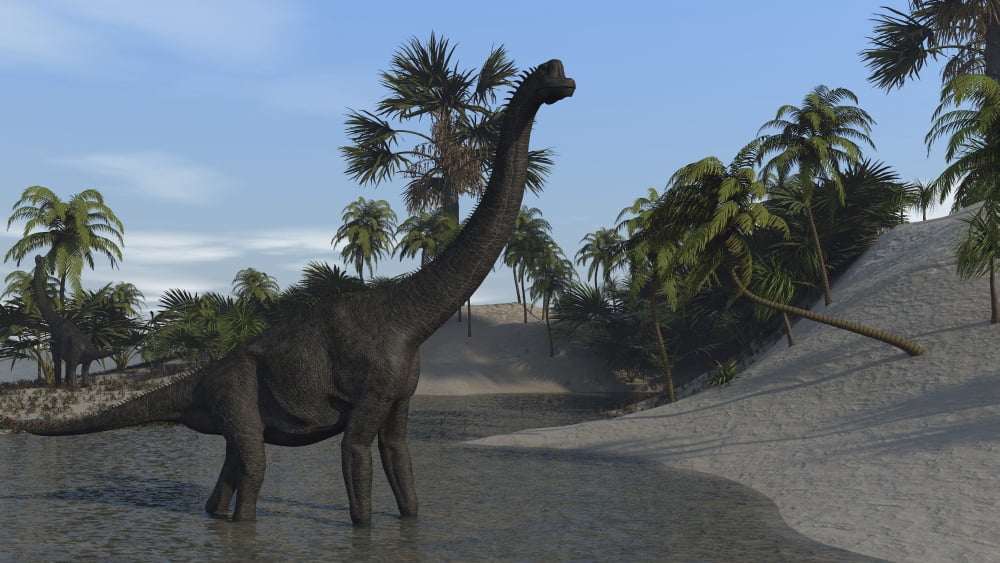 Large Brachiosaurus in shallow water Canvas Art - Kostyantyn IvanyshenStocktrek Images (19 x 11)