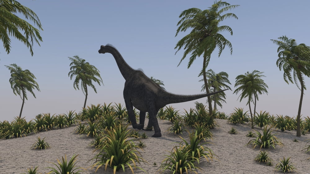 Large Brachiosaurus roaming a prehistoric environment Canvas Art - Kostyantyn IvanyshenStocktrek Images (19 x 11)