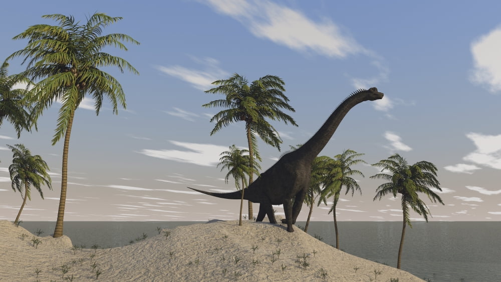 Large Brachiosaurus roaming an tropical climate landscape Canvas Art - Kostyantyn IvanyshenStocktrek Images (19 x 11)