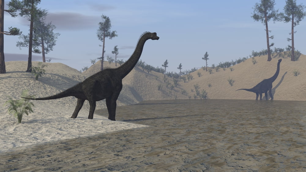 Large Brachiosaurus roaming the edge of a bay Canvas Art - Kostyantyn IvanyshenStocktrek Images (19 x 11)