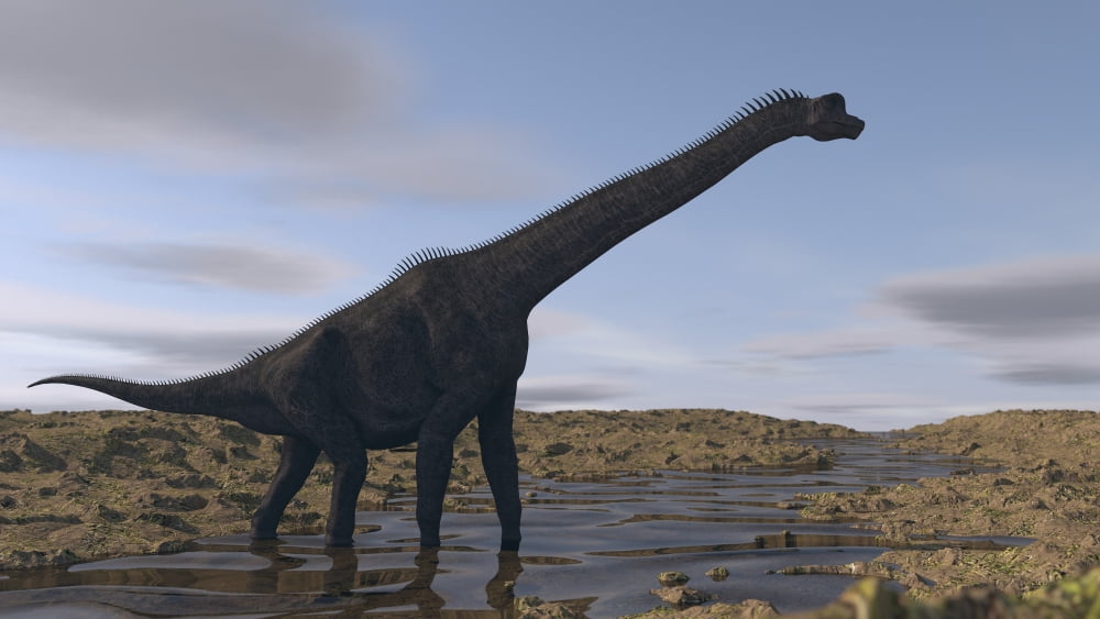 Large Brachiosaurus walking along a dry riverbed Canvas Art - Kostyantyn IvanyshenStocktrek Images (37 x 21)