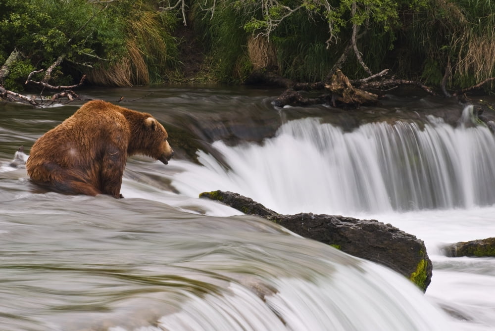 A Large Brown Bear Patiently Sits At Brooks Falls For A Salmon To Jump Over The Falls Katmai National Park Southwest Alaska Summer Canvas Art - Chris Miller Design Pics (34 x 22)