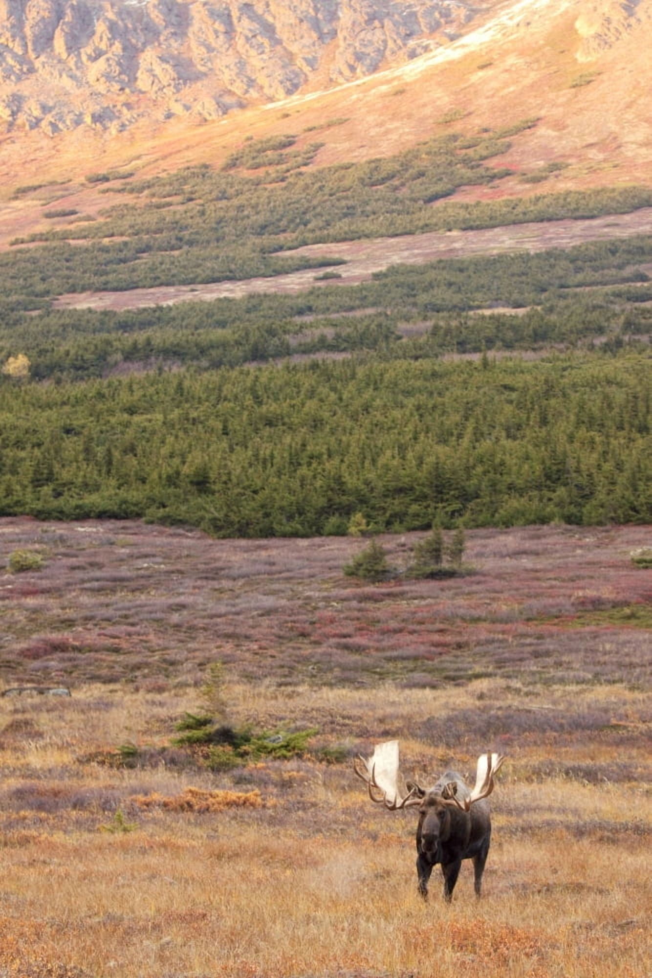 Large Bull Moose Standing In The Powerline Pass Area Near Anchorage In Southcentral Alaska During Autumn Canvas Art - Doug Lindstrand Design Pics (22 x 34)