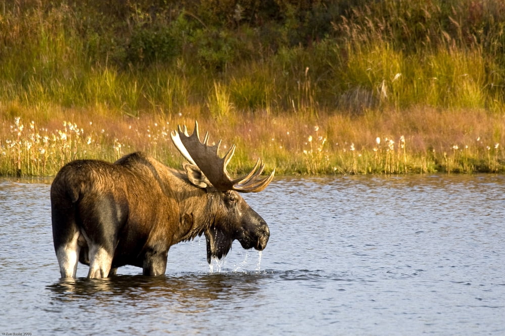 A Large Bull Moose Wades Through A Permafrost Pond In Denali National Park Near Wonder Lake Interior Alaska Fall Canvas Art - Ken Baehr Design Pics (34 x 22)