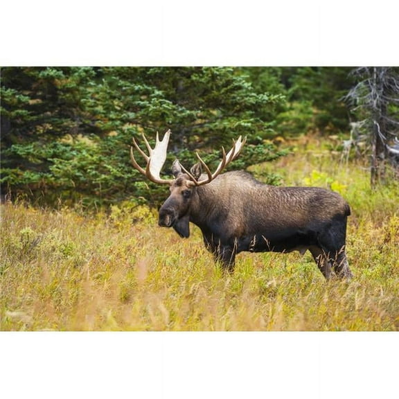 Large Bull Moose in Rut Emerges From A Stand of Trees at Powerline Pass in The Chugach State Park 3 Poster Print