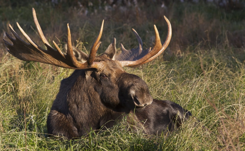 Large Bull Moose resting in grass Anchorage coastline Southcentral Alaska Autumn Canvas Art - Phil Pringle Design Pics (19 x 12)