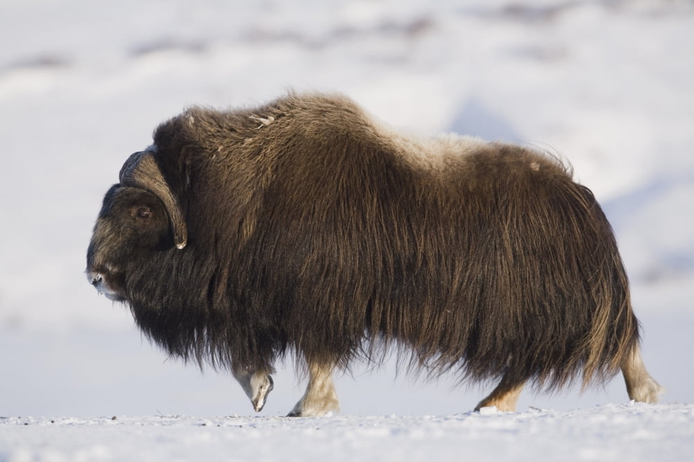 Large Bull Musk-Ox Walking On The Snowy & Frozen Tundra In Winter On The Seward Peninsula Near Nome Arctic Alaska Canvas Art - Milo Burcham Design Pics (19 x 12)