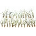 thumbnail image 1 of Large Butzii Air Plants 5 to 8 Inches - Live Succulent House Plants - Available in Wholesale and Bulk - Home and Garden Decor - Easy Care Indoor and Outdoor Plants (Pack of 25), 1 of 14
