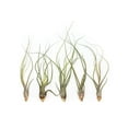thumbnail image 1 of Large Butzii Air Plants 5 to 8 Inches - Live Succulent House Plants - Available in Wholesale and Bulk - Home and Garden Decor - Easy Care Indoor and Outdoor Plants (Pack of 5 ), 1 of 12