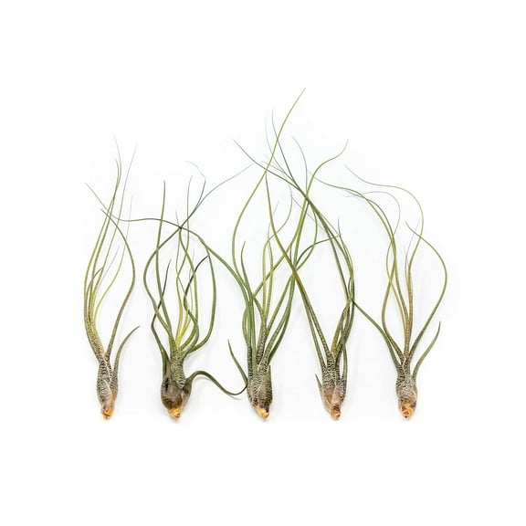 Large Butzii Air Plants 5 to 8 Inches - Live Succulent House Plants - Available in Wholesale and Bulk - Home and Garden Decor - Easy Care Indoor and Outdoor Plants (Pack of 5 )