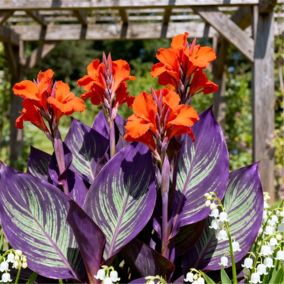 Large Canna for Landscapes-Long Continuous Blooms-Low Maintenance-Ideal for Indoor, Plant Pots & Planters