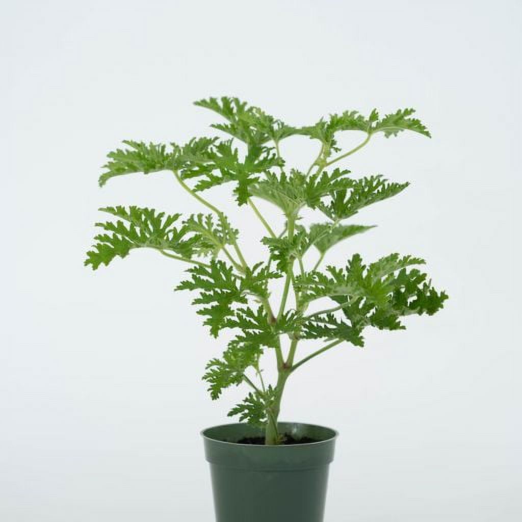 Large Citronella Plant, Mosquito Plant, 4" Nursery Pot