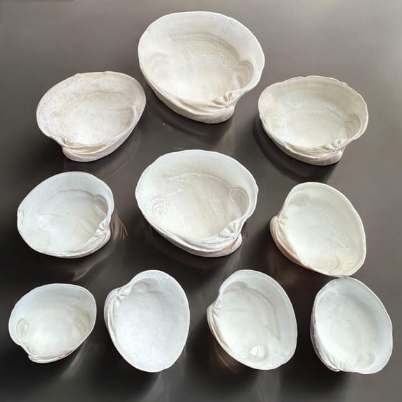 10 Pieces Large Clam Seashells Thick Round White Big Ocean Sea Shells Beach Decor Nautical Diy Art Craft Painting Fish Tank Aquarium Decoration