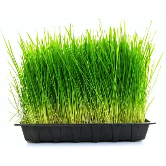 Large Complete Wheatgrass Grow Kit - 10in x 20in Grow Tray (3X) Jute Growing Medium, and (3X) Seed Packets. 10 Days to Harvest. 3 Keto Friendly Wheatgrass Grows