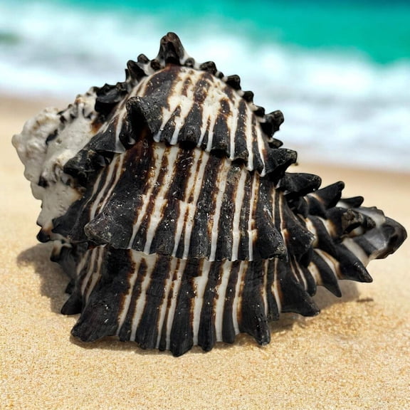 Large Conch Seashell Black White Spiky Real Rare Natural Big Decorative Sea Shells Coastal Beach Home Decor Ocean Decoration Collection Gift