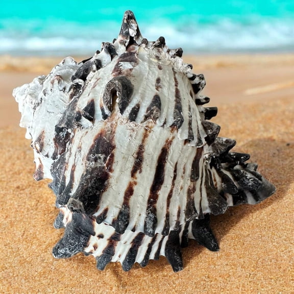 Large Conch Seashell Black White Spiky Real Rare Natural Big Decorative Sea Shells Coastal Beach Home Decor Ocean Decoration Collection Gift