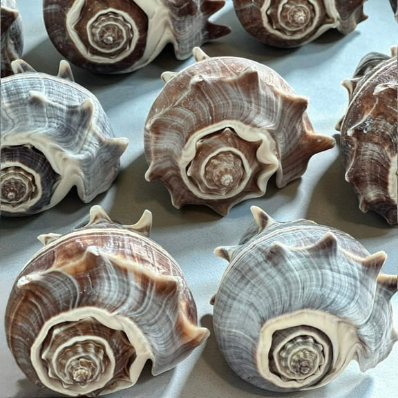 Large Conch Seashell Rare Brown White Spiky Natural Coastal Beach Home Decor Nautical Big Centerpiece Sea Shell Decoration Beach Collection Gift